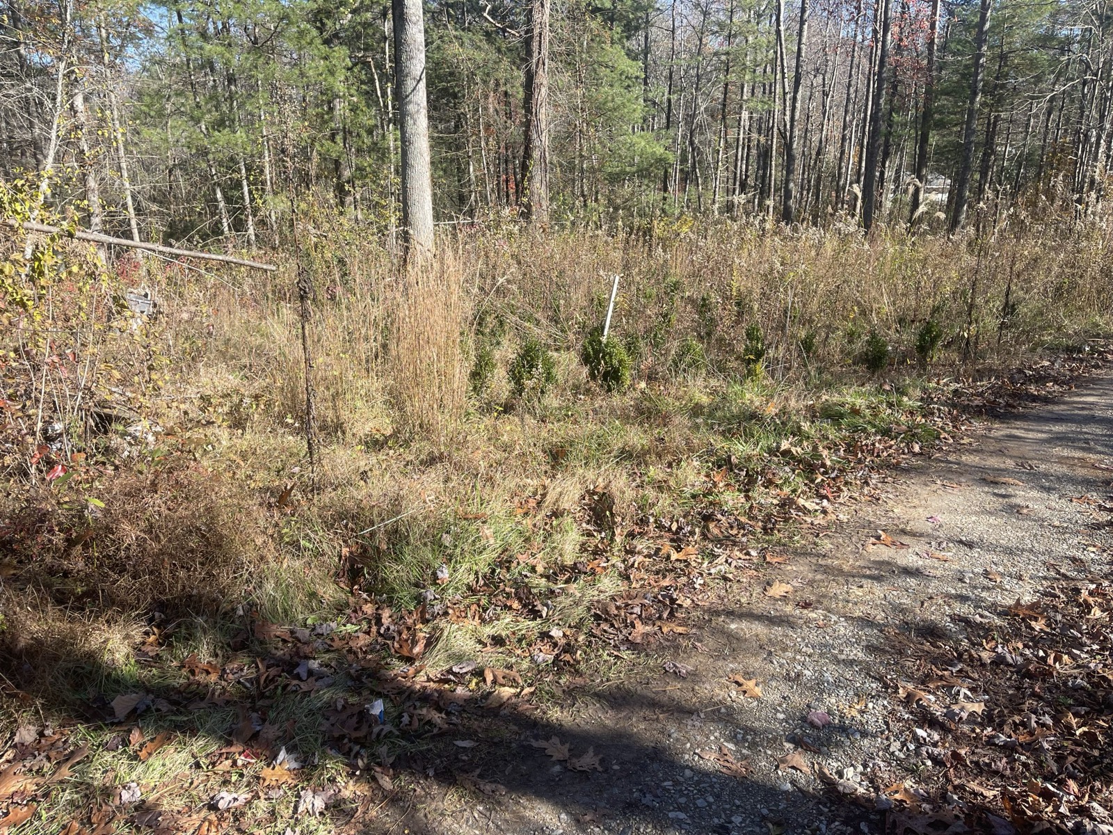 A wooded lot being prepared for a home